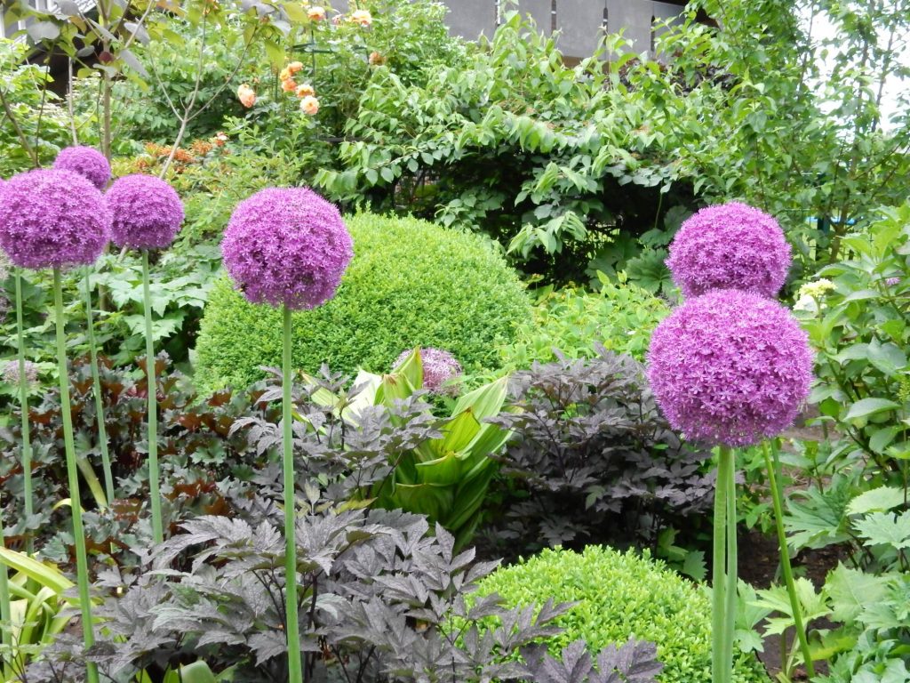 2017-kruit-dscn0512web