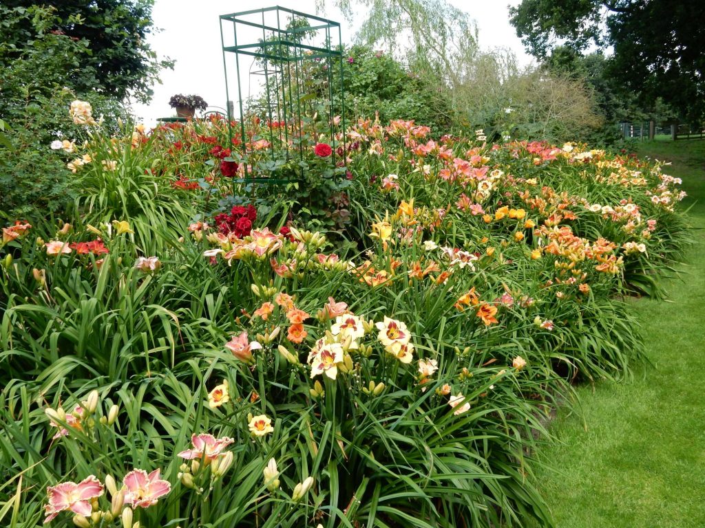 2017-kruit-dscn0546web