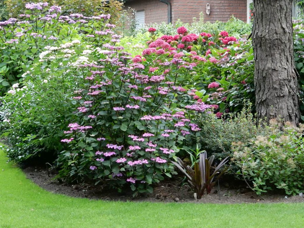 2017-kruit-dscn0561web