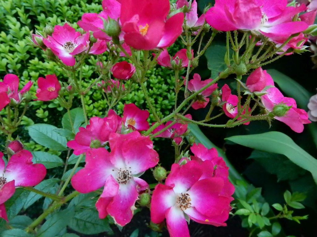 2017-kruit-dscn0598web